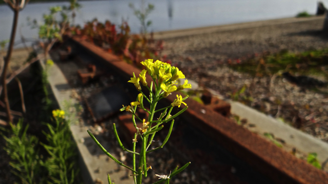 Gewone steenraket - Erysimum cheiranthoides