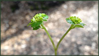 Paarbladig goudveil - Chrysosplenium oppositifolium