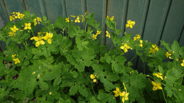 Stinkende gouwe - Chelidonium majus