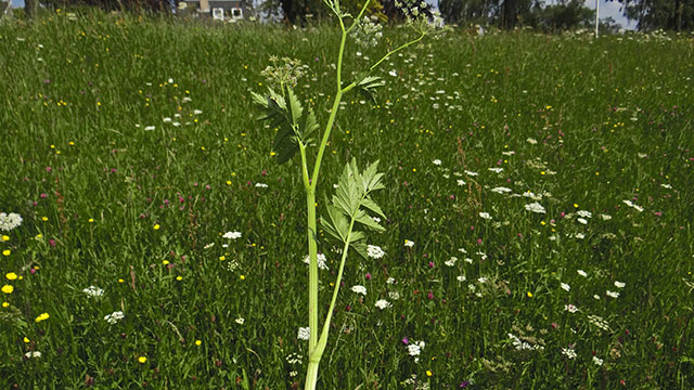 Grote bevernel - Pimpinella major