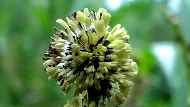 Grote en Blonde egelskop - Sparganium erectum