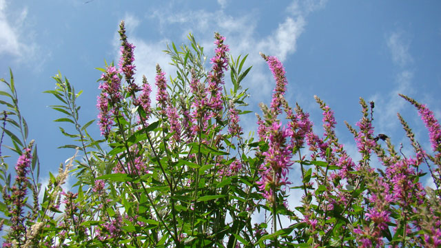 Grote kattenstaart - Lythrum salicaria