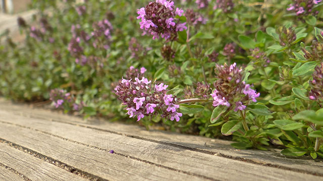 Grote tijm - Thymus pulegioides