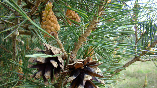 Grove den - Pinus sylvestris