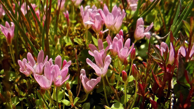 Teer guichelheil - Anagallis tenella