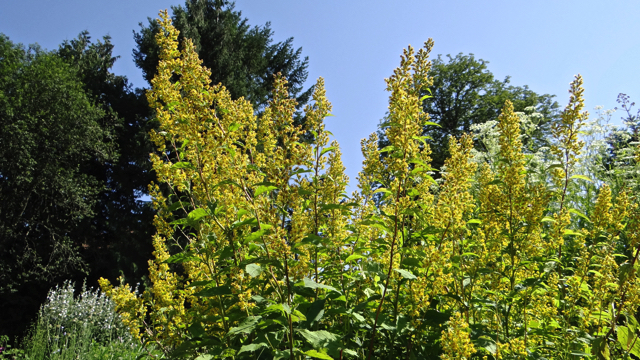 Echte guldenroede - Solidago virgaurea