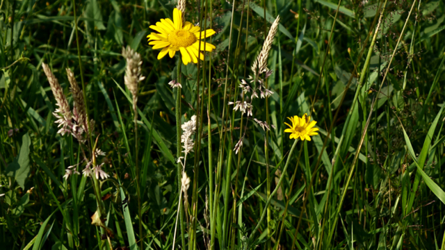 Gele kamille - Anthemis tinctoria