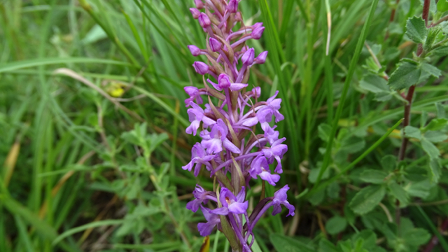 Grote muggenorchis - Gymnadenia conopsea