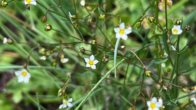 Geelhartje - Linum catharticum