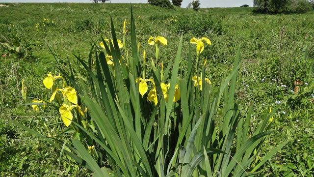 Gele lis - Iris pseudacorus