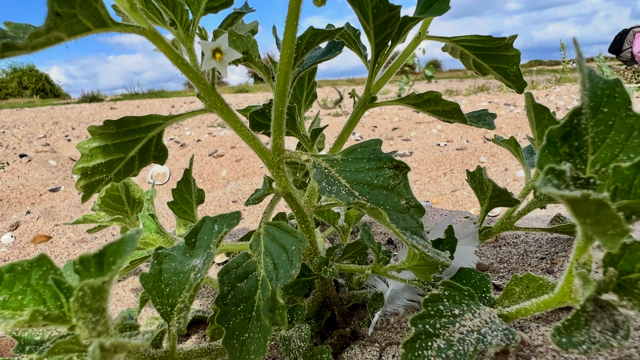Glansbesnachtschade - Solanum nitidibaccatum