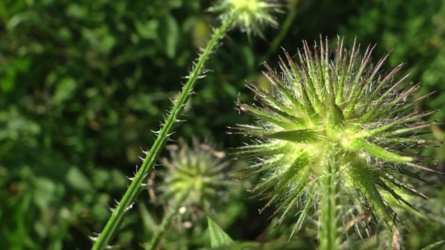 Kleine kaardenbol - Dipsacus pilosus