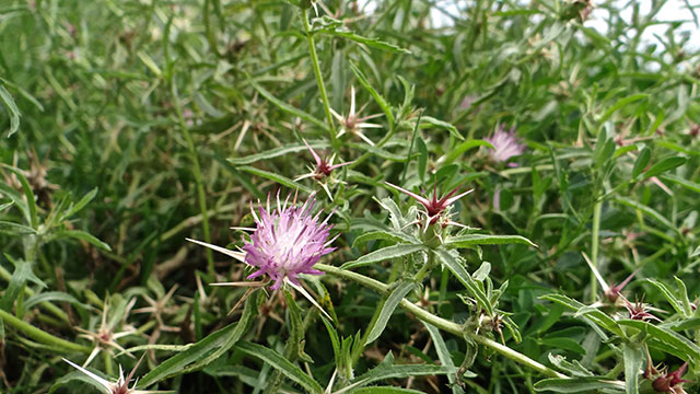 Kalketrip - Centaurea calcitrapa