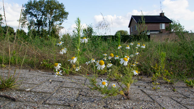 Reukeloze kamille - Tripleurospermum maritimum