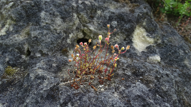 Kandelaartje - Saxifraga tridactylites