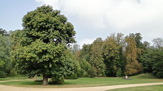 Tamme kastanje - Castanea sativa