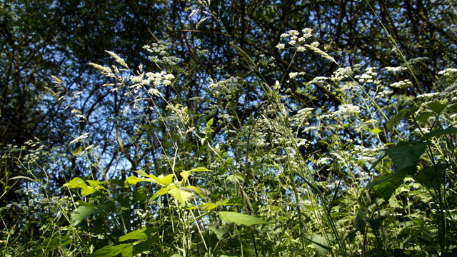 Dolle kervel - Chaerophyllum temulum