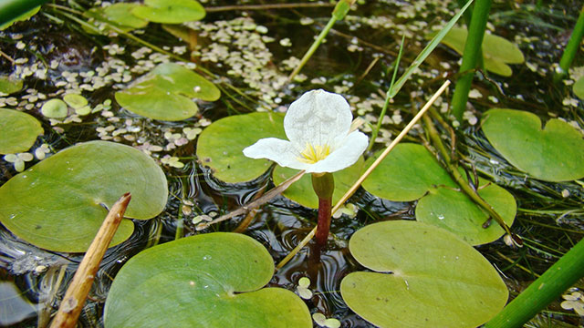 Kikkerbeet - Hydrocharis morsus-ranae