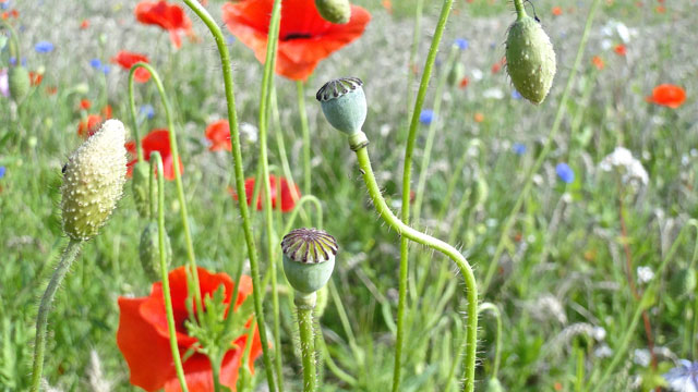 Grote klaproos - Papaver rhoeas