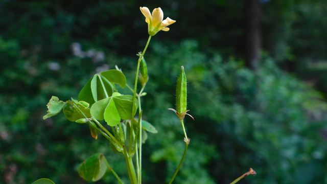 Stijve klaverzuring - Oxalis fontana