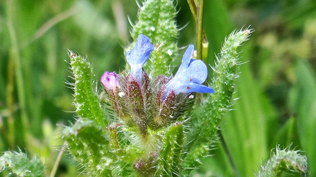 Kromhals - Anchusa arvensis