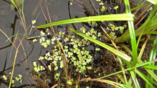 Veelwortelig kroos - Spirodela polyrhiza