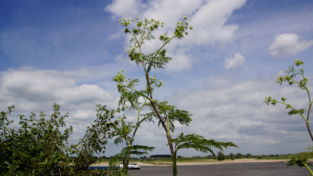 Knolribzaad - Chaerophyllum bulbosum