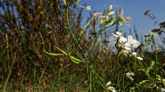 Knopherik - Raphanus raphanistrum