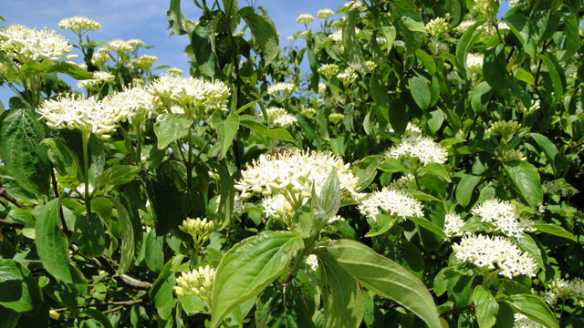 Rode kornoelje - Cornus sanguinea