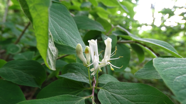 Rode kamperfoelie - Lonicera xylosteum