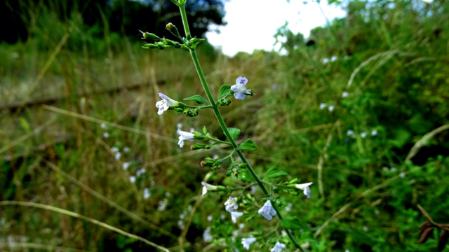 Kleine bergsteentijm - Clinopodium calamintha