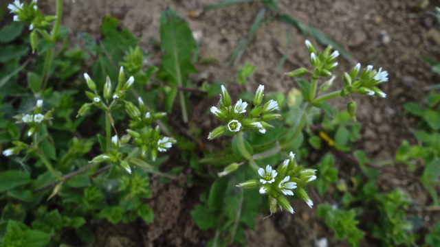 Kluwenhoornbloem - Cerastium glomeratum