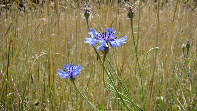 Korenbloem - Centaurea cyanus