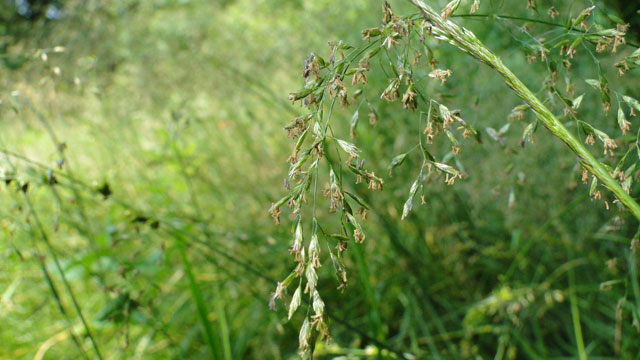 Schaduwgras - Poa nemoralis