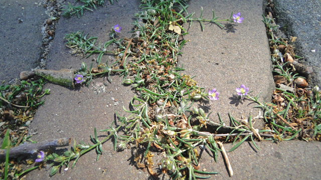 Rode schijnspurrie - Spergularia rubra