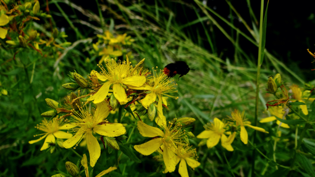 Sint-Janskruid - Hypericum perforatum