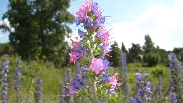 Slangenkruid - Echium vulgare