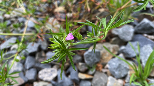 Slipbladige ooievaarsbek - Geranium dissectum