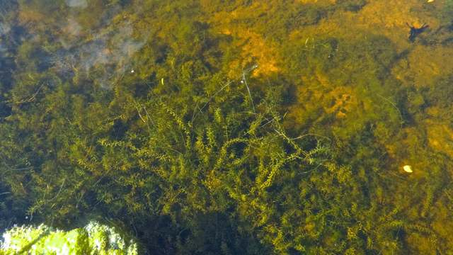 Smalle waterpest - Elodea nuttallii