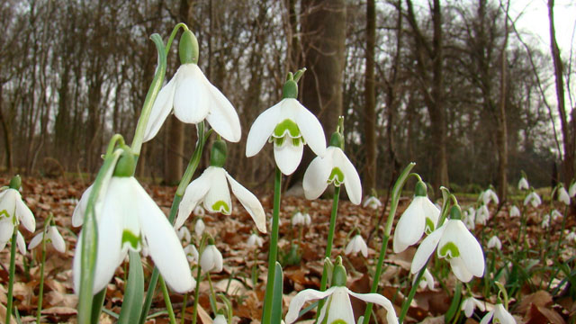 Gewoon Sneeuwklokje - Galanthus nivalis