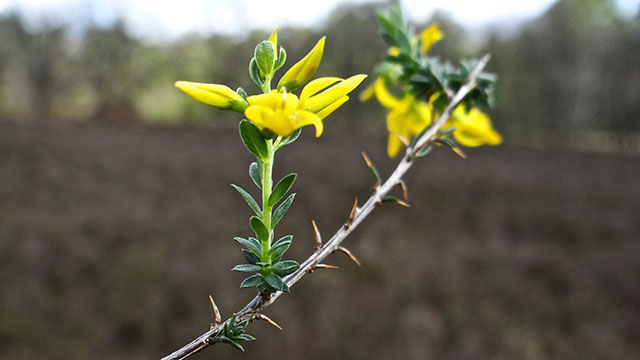 Stekelbrem - Genista anglica