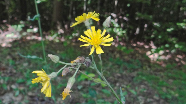 Stijf havikskruid - Hieracium laevigatum