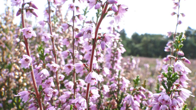 Struikhei - Calluna vulgaris