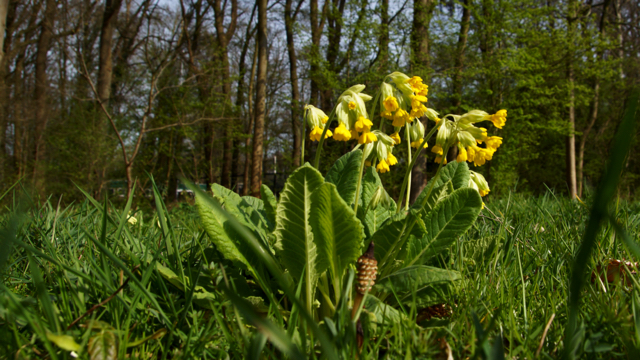 Gulden sleutelbloem - Primula veris