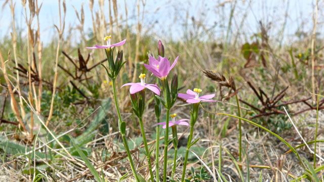 Strandduizendguldenkruid - Centaurium littorale