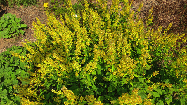 Echte guldenroede - Solidago virgaurea