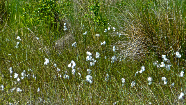 Eenarig wollegras - Eriophorum vaginatum