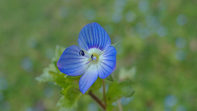 Grote ereprijs - Veronica persica