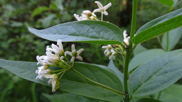 Witte engbloem - Vincetoxicum hirundinaria