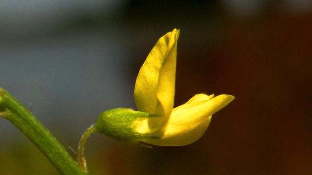 Citroengele honingklaver - Melilotus officinalis